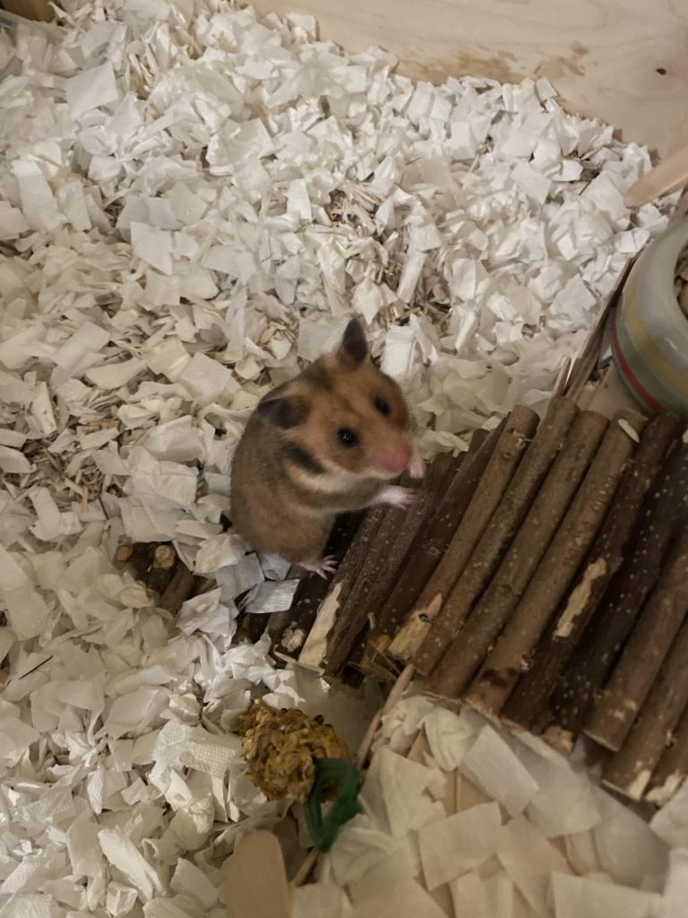 Can Toilet Paper Be Used As Hamster Bedding