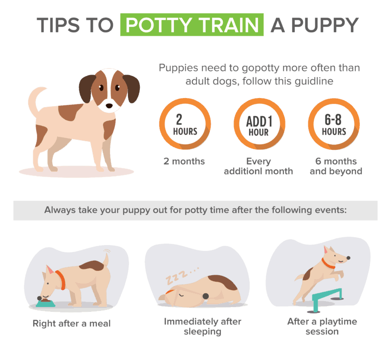 How Do You Toilet Train a Puppy at Night