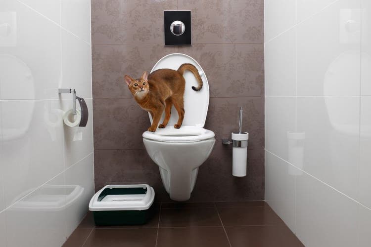 Pros And Cons of Training a Cat to Use Toilet