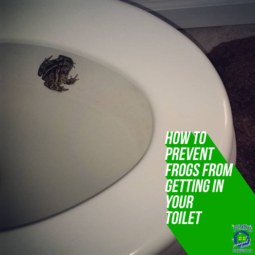 What to Do If You Find a Frog in Your Toilet