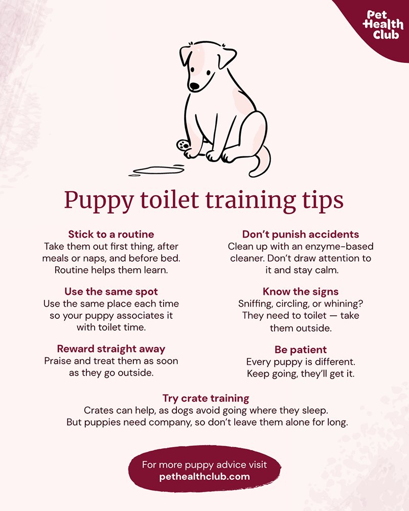 A person reading puppy training tips on a tablet with a puppy nearby.