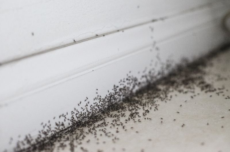 Natural ant repellent sitting on a shelf next to clean folded towels.