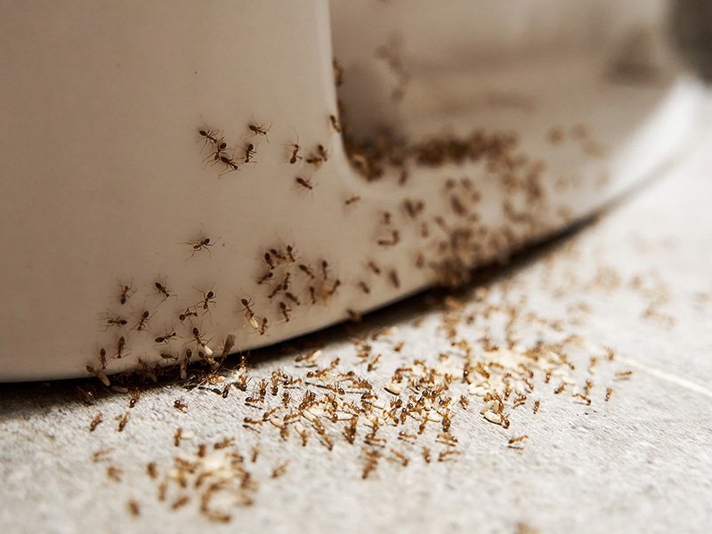 A small ant crawls near a bathroom faucet, illustrating how to get rid of ants in the bathroom.
