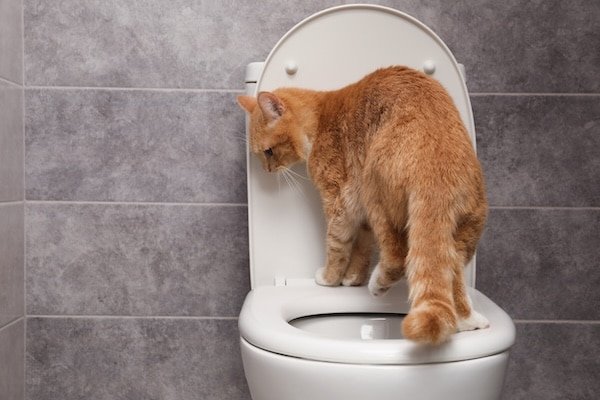 Various cat toilet training tools laid out on a wooden floor.