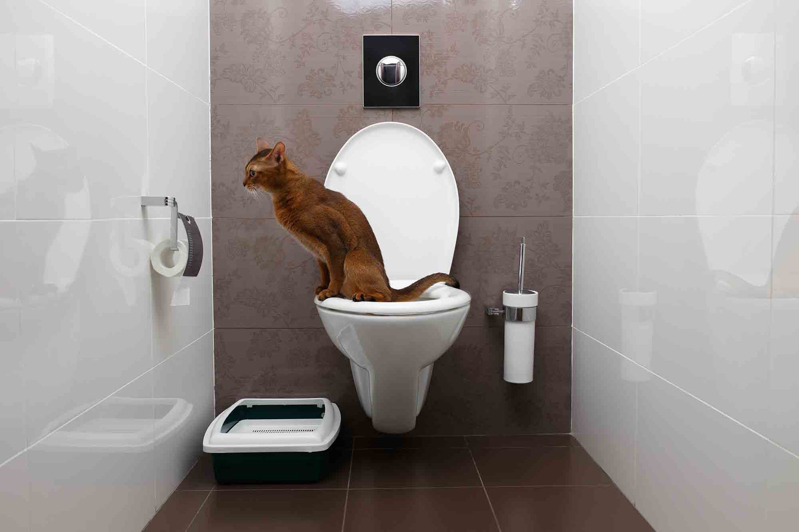 A standard plastic litter box placed in a quiet room corner.