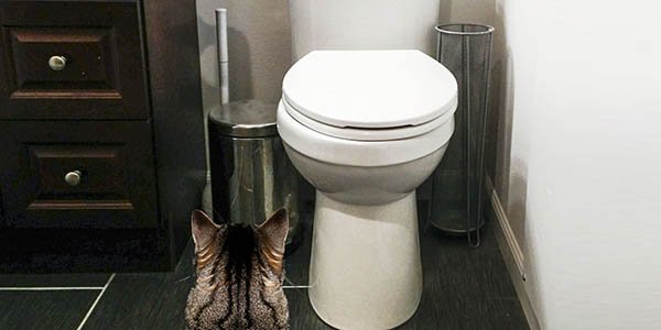 A ginger cat sitting on a toilet lid in a modern bathroom.