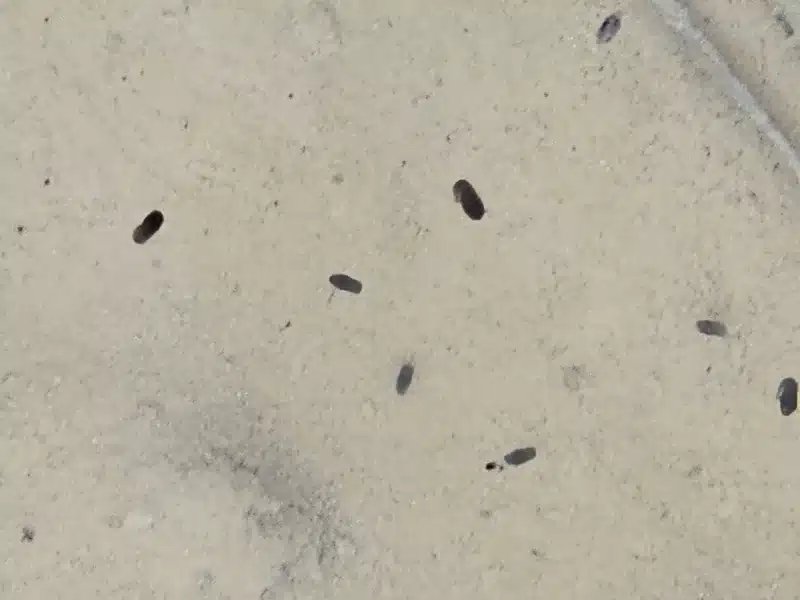 A tiny black bug crawling on a clean white bathroom tiled floor.