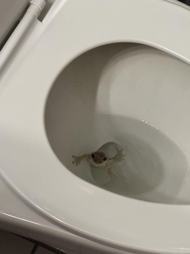 Hands carefully scooping a small frog from a toilet bowl.