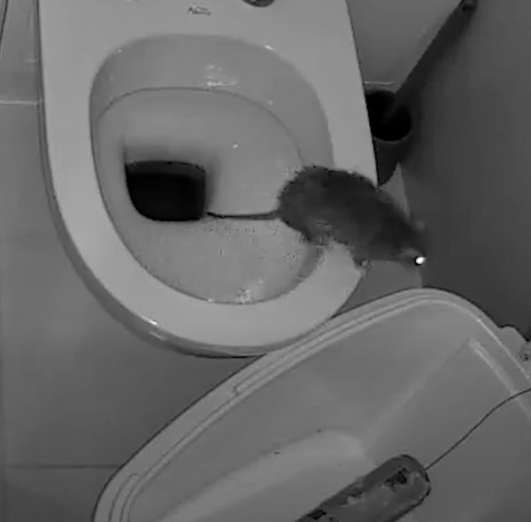 Close-up of a modern toilet bowl interior in a clean, brightly lit bathroom.