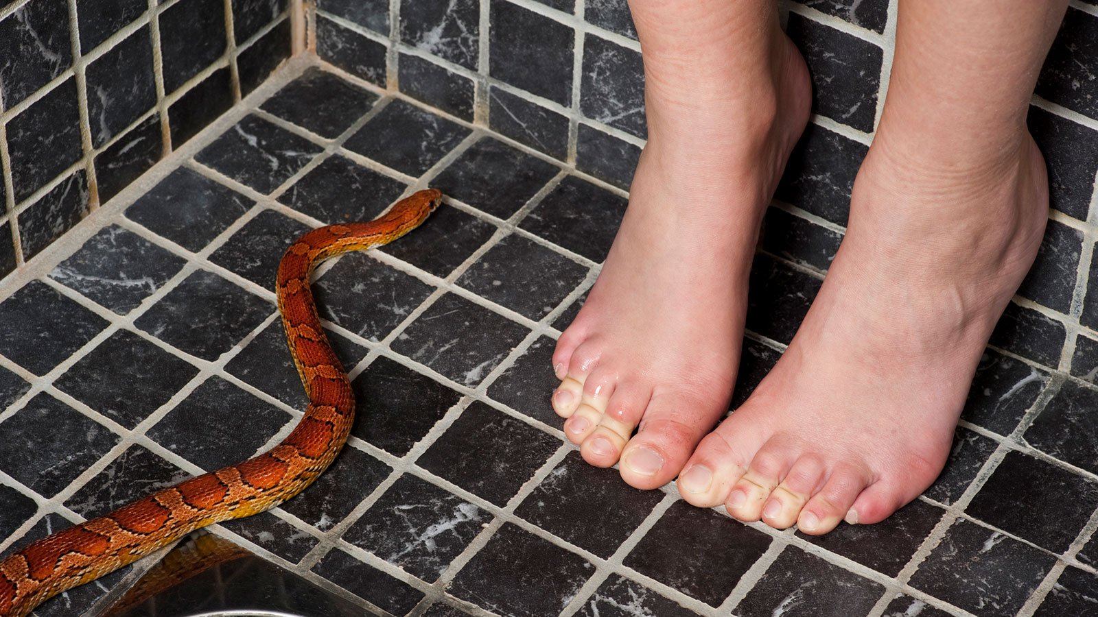 Close-up of plumbing pipes and toilet base where a snake might enter.