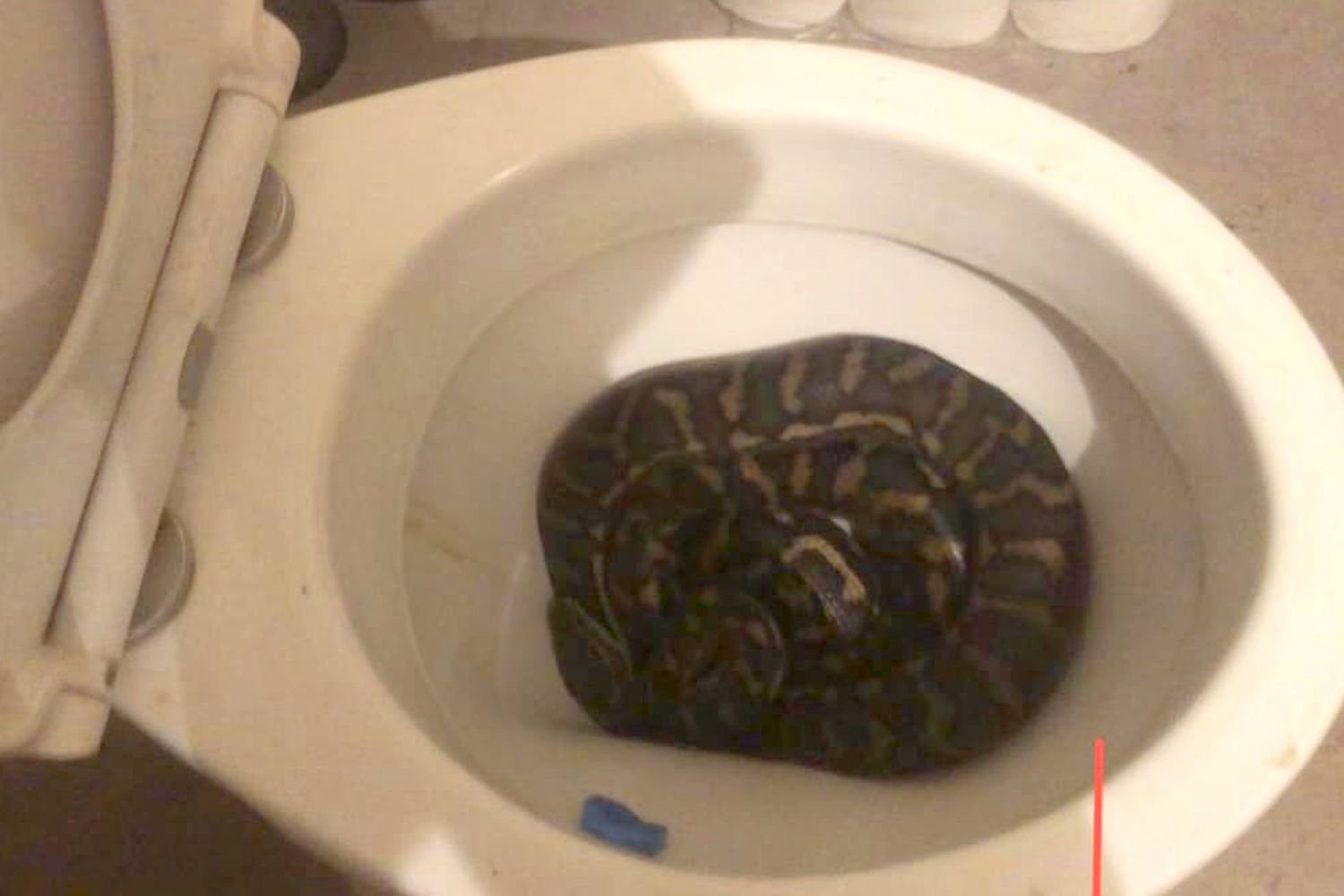 Tools for researching and handling a snake encounter on a bathroom counter.