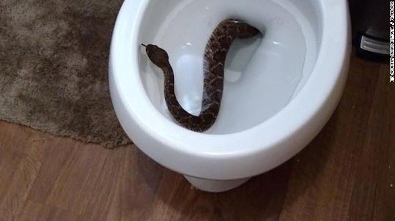 A realistic snake inside a modern toilet bowl in a bright bathroom setting.